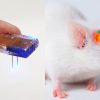 Ponen un implante controlado por un ‘smartphone’ en el cerebro de ratones, les inyectan cocaína y logran…
