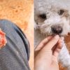 TikTok viral: joven utiliza ingenioso método para darle la medicina a su cachorro