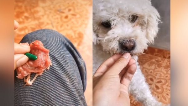TikTok viral: joven utiliza ingenioso método para darle la medicina a su cachorro
