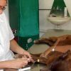 Declaración de Médicos Veterinarios Cubanos: Que se cumplan los parámetros de calidad para la asistencia…