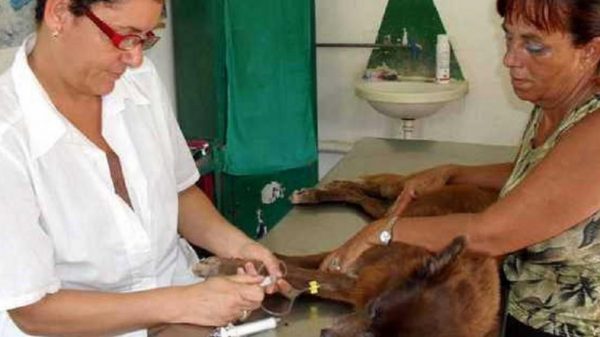Declaración de Médicos Veterinarios Cubanos: Que se cumplan los parámetros de calidad para la asistencia…