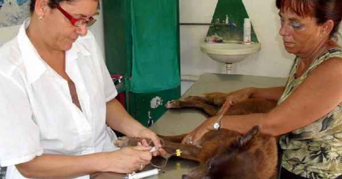 Declaración de Médicos Veterinarios Cubanos: Que se cumplan los parámetros de calidad para la asistencia…