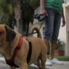 Estrés de las cuarentenas estaría afectando salud de las mascotas, según experto