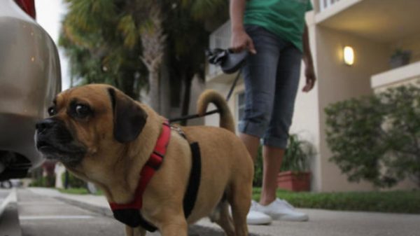 Estrés de las cuarentenas estaría afectando salud de las mascotas, según experto