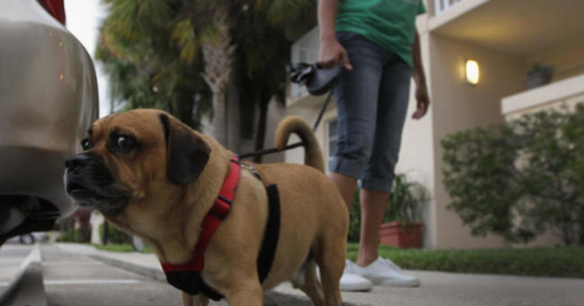 Estrés de las cuarentenas estaría afectando salud de las mascotas, según experto