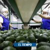 ¿Cuánto aguacate Hass vendió Colombia para el Super Bowl de 2021?