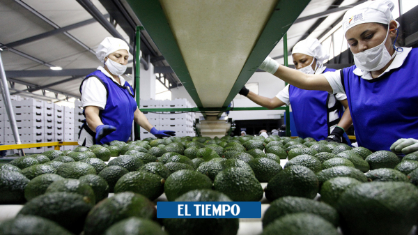 ¿Cuánto aguacate Hass vendió Colombia para el Super Bowl de 2021?