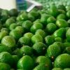 Colombia exportó 43 toneladas de aguacate Hass para el Super Bowl
