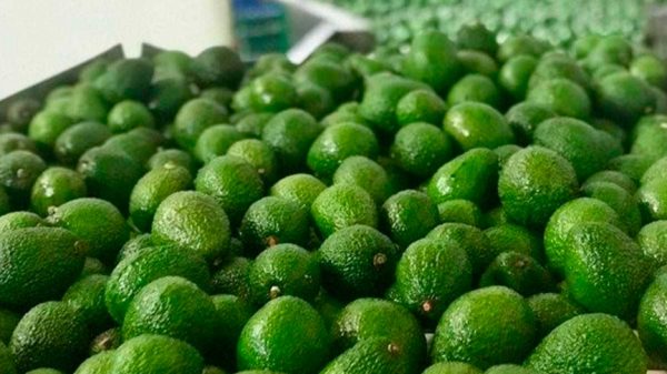 Colombia exportó 43 toneladas de aguacate Hass para el Super Bowl