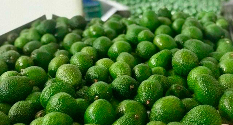 Colombia exportó 43 toneladas de aguacate Hass para el Super Bowl