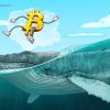 El aumento del precio de Bitcoin hasta los USD 48,000 fue impulsado exclusivamente por las ballenas