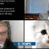 Insólito: abogado sale con filtro de gato en plena audiencia vía Zoom