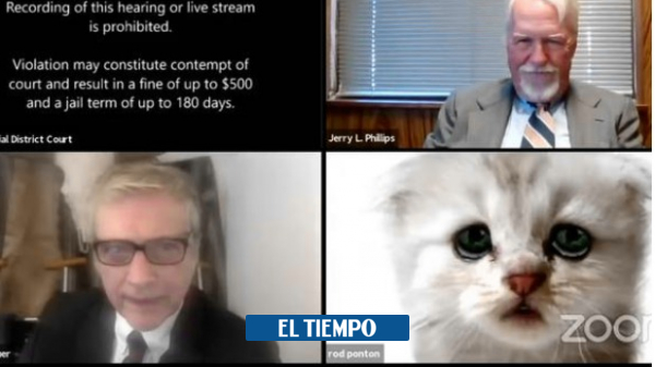 Insólito: abogado sale con filtro de gato en plena audiencia vía Zoom