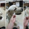 TikTok viral: perro se niega a tomar su medicina pese a los pedidos de su dueña