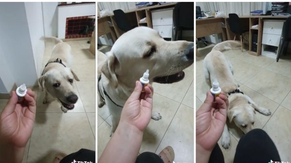 TikTok viral: perro se niega a tomar su medicina pese a los pedidos de su dueña
