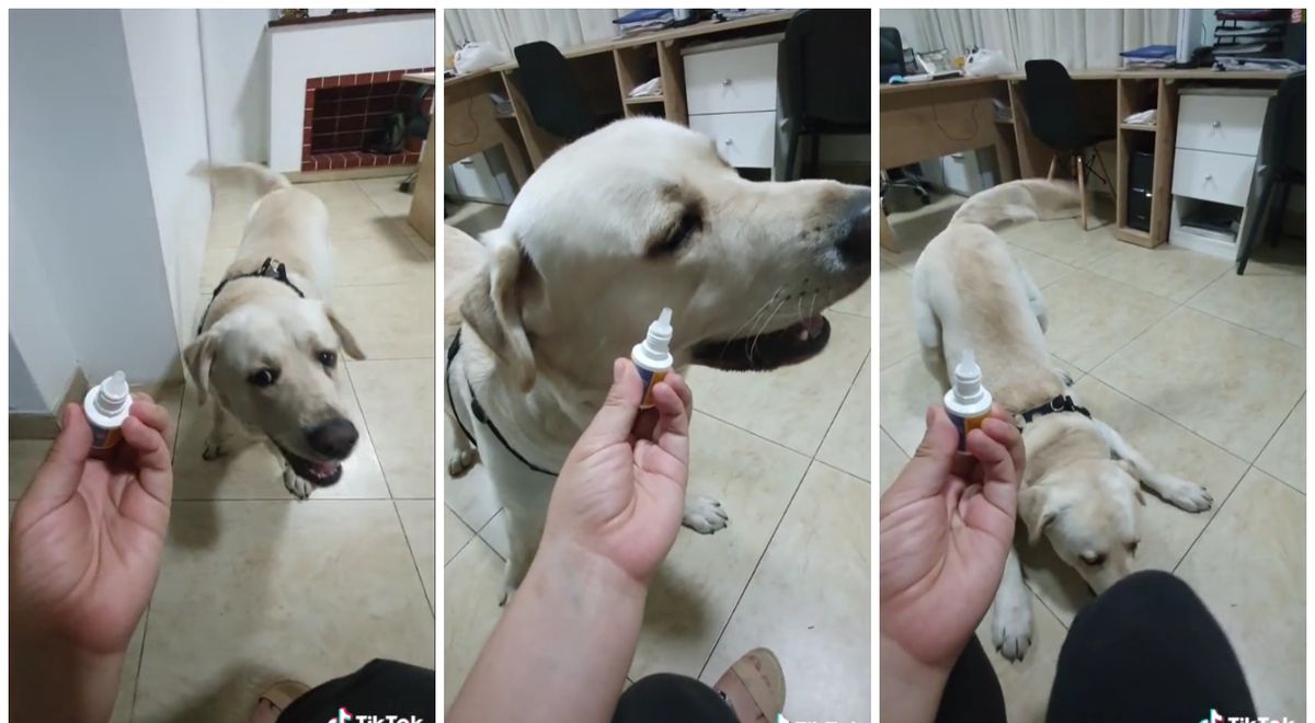 TikTok viral: perro se niega a tomar su medicina pese a los pedidos de su dueña