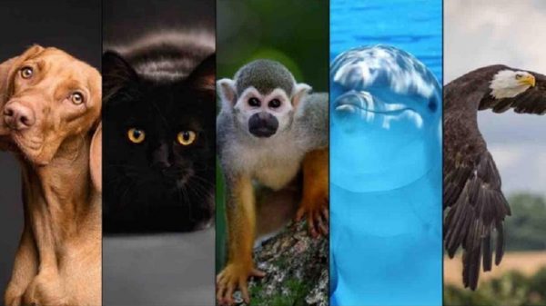 Dinos cuál es tu animal favorito y conocerás cómo es tu verdadera personalidad