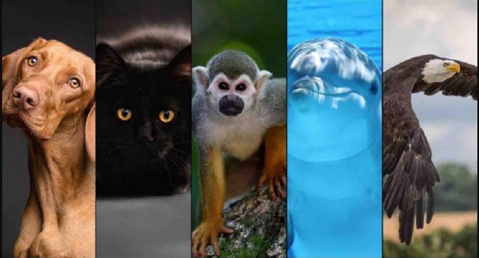 Dinos cuál es tu animal favorito y conocerás cómo es tu verdadera personalidad