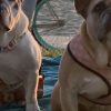 Perros de la cantante Lady Gaga aparecieron luego de ser robados a su paseador