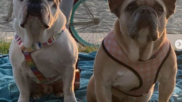 Perros de la cantante Lady Gaga aparecieron luego de ser robados a su paseador