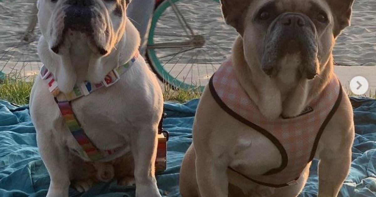 Perros de la cantante Lady Gaga aparecieron luego de ser robados a su paseador
