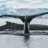 Ballenas de Bitcoin y Ethereum se preparan para próxima subida de precios, según reporte
