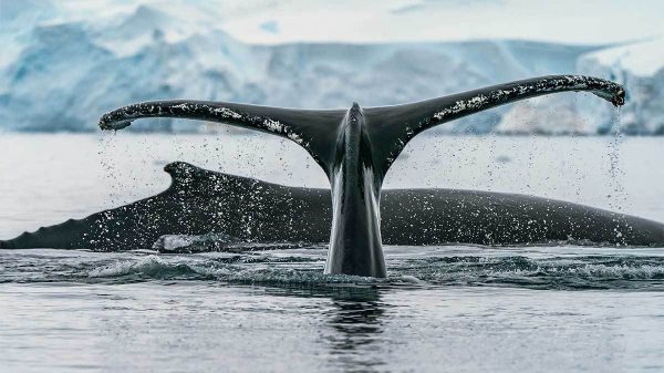 Ballenas de Bitcoin y Ethereum se preparan para próxima subida de precios, según reporte