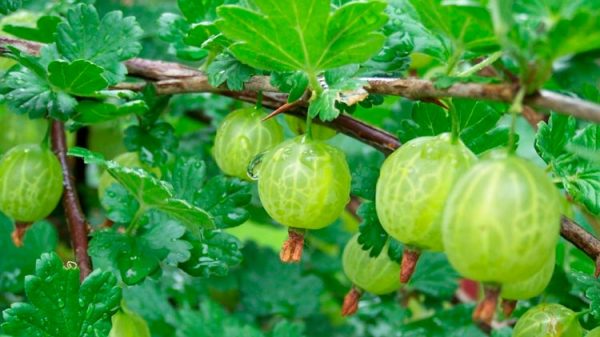 Descubre los beneficios del amalaki | Salud