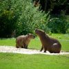 ¿Es lo mismo un capibara y un carpincho?