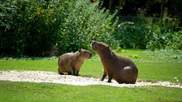 ¿Es lo mismo un capibara y un carpincho?