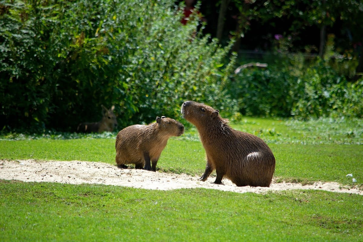 ¿Es lo mismo un capibara y un carpincho?