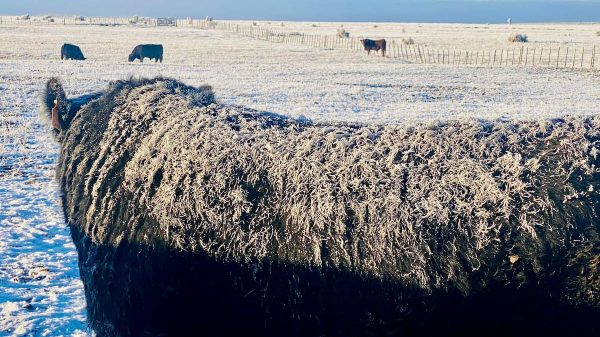 “Se nos ha mentido”: fuerte enojo de productores de la Patagonia contra el Gobierno tras una dura medida de Chile
