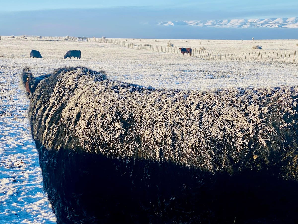 “Se nos ha mentido”: fuerte enojo de productores de la Patagonia contra el Gobierno tras una dura medida de Chile