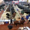 Fórmula 1: la ganadería larga en Palermo una carrera para ser campeona
