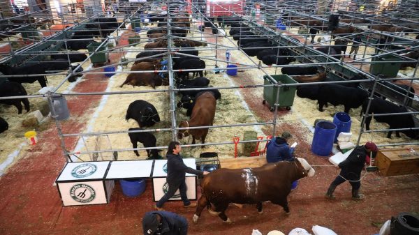Fórmula 1: la ganadería larga en Palermo una carrera para ser campeona