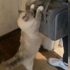El emotivo video viral de una gata que se despide de sus bebés adoptivos