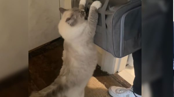 El emotivo video viral de una gata que se despide de sus bebés adoptivos
