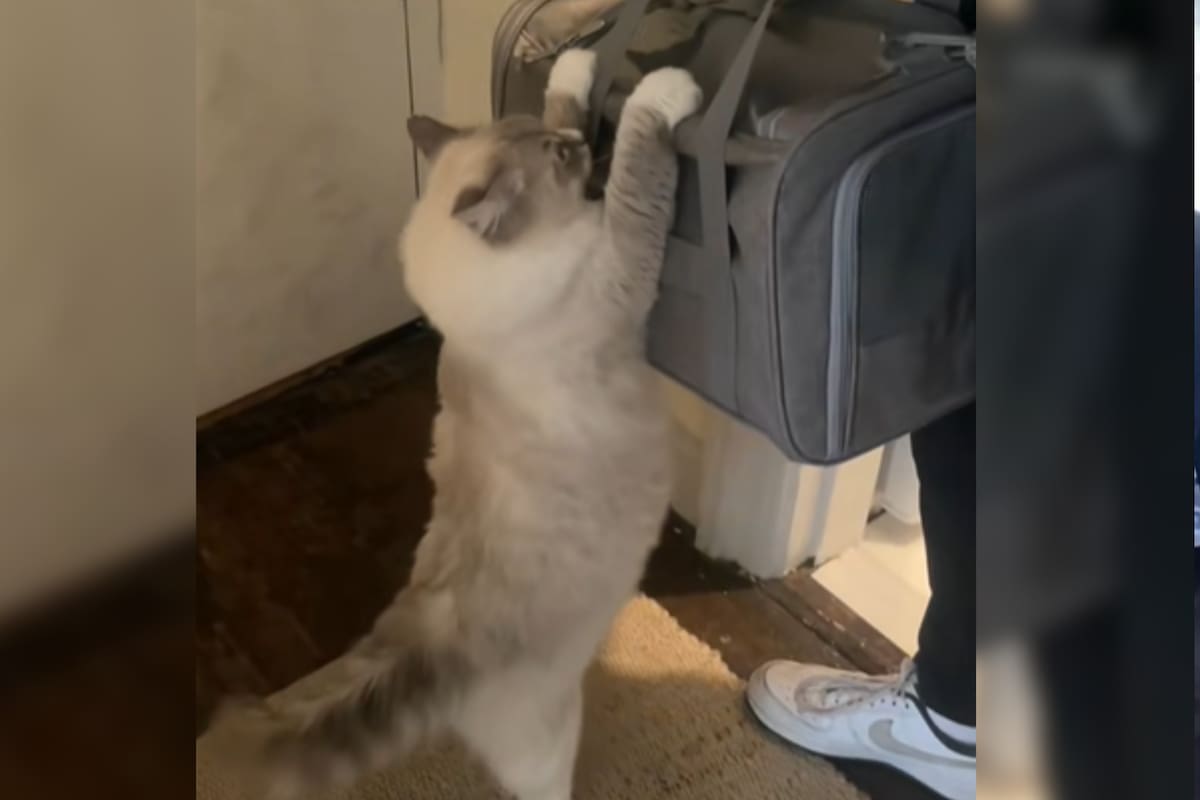 El emotivo video viral de una gata que se despide de sus bebés adoptivos