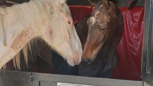 El único hospital de caballos en Argentina podría desaparecer: por qué su labor es tan importante