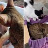 El emotivo video de unos gatos despidiéndose de su hermano que se volvió viral