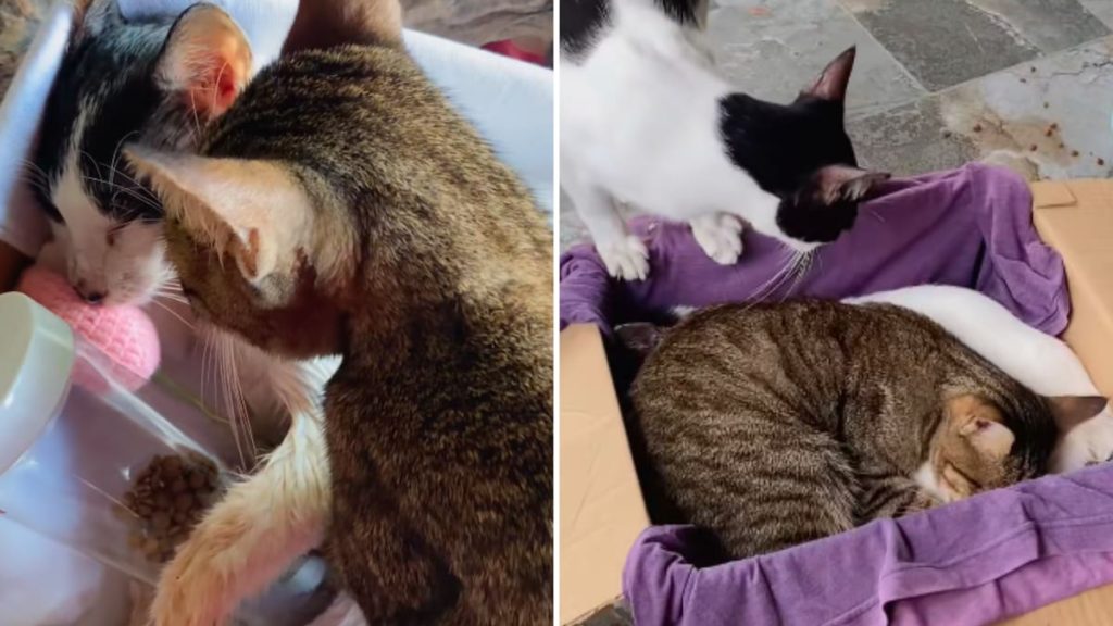 El emotivo video de unos gatos despidiéndose de su hermano que se volvió viral