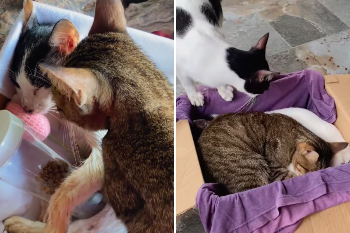 El emotivo video de unos gatos despidiéndose de su hermano que se volvió viral