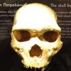 Hallaron un cráneo de hace 300 mil años: no es de un humano moderno ni de un neandertal