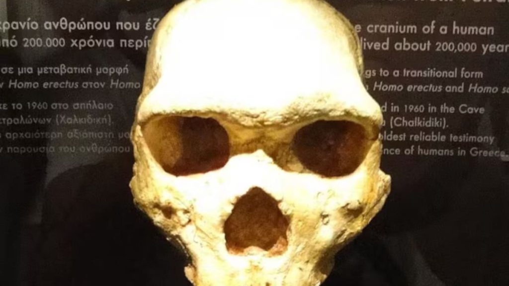Hallaron un cráneo de hace 300 mil años: no es de un humano moderno ni de un neandertal