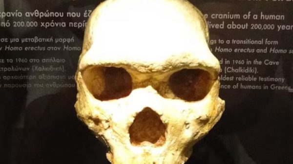 Hallaron un cráneo de hace 300 mil años: no es de un humano moderno ni de un neandertal