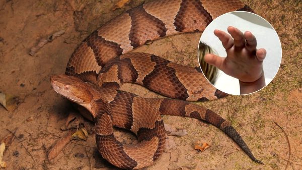 Conmoción en Carolina del Norte: tiene 4 años, jugaba en el patio del kinder y lo atacó una serpiente venenosa