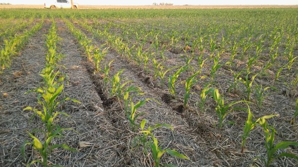 Por clima y precios, hay un cultivo que se lleva todas las miradas