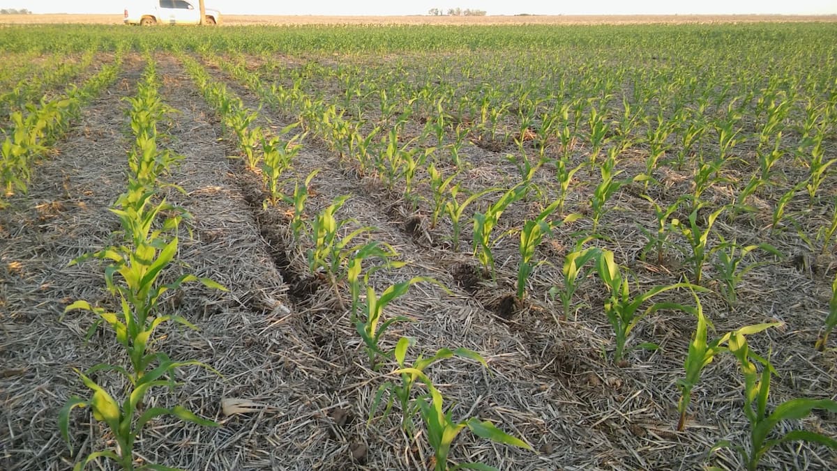 Por clima y precios, hay un cultivo que se lleva todas las miradas