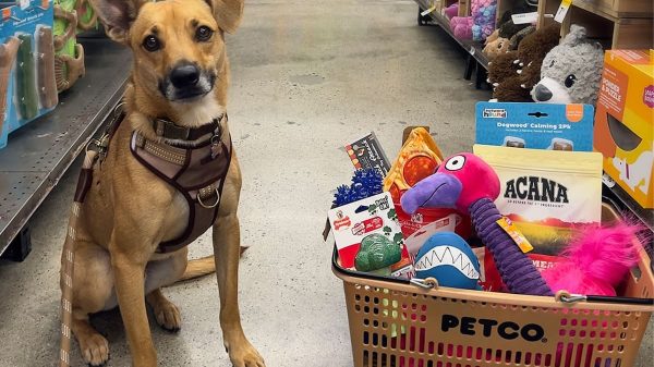 Adiós, Petco: la popular tienda de mascotas en EE.UU. anuncia el cierre de sus sucursales en 11 estados