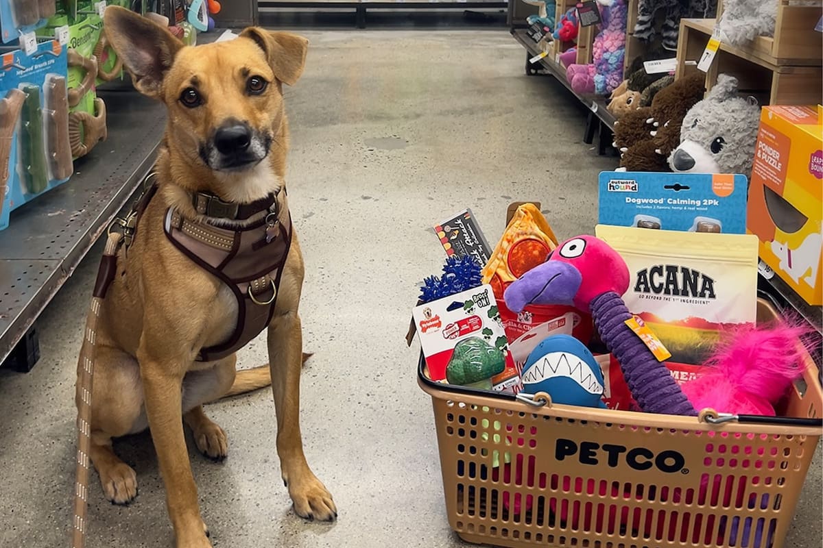 Adiós, Petco: la popular tienda de mascotas en EE.UU. anuncia el cierre de sus sucursales en 11 estados